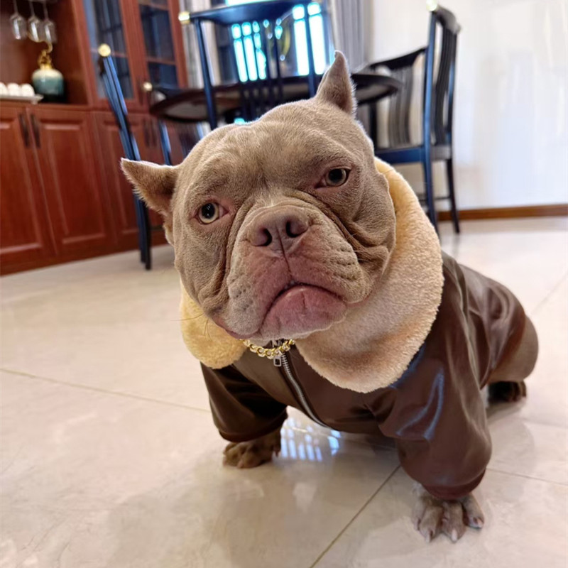 Winter Clothing In French - Carlin chien manteau veste hiver bouledogue